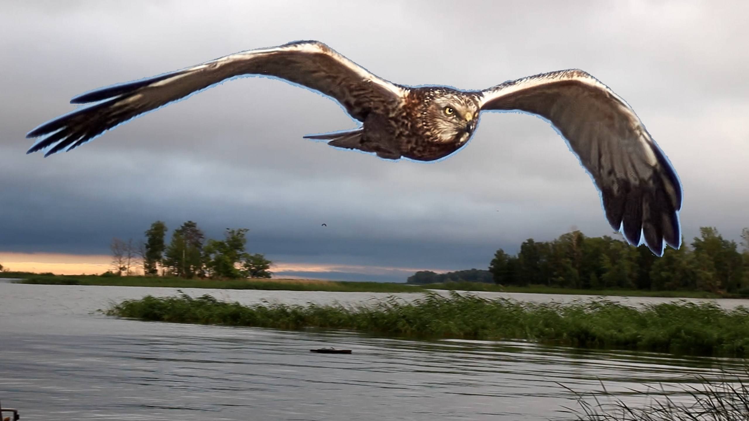 Вещание Гамаюна 4-1. Земля, ветер, огонь. Лунь - птица редкая
