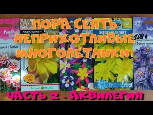 Неприхотливые цветы. ч. 2 - АКВИЛЕГИЯ (водосбор)