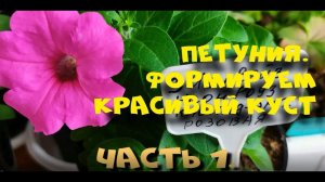 Петуния. Прищипка, формировка пышного куста.