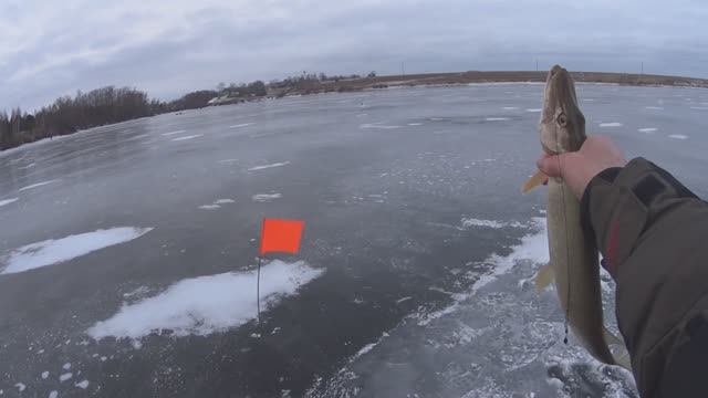 Первый лёд 2024-2025, второй выход с жерлицами на щуку))). смотреть онлайн