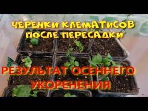 ОСЕННИЕ ЧЕРЕНКИ КЛЕМАТИСОВ ПОСЛЕ ПЕРЕСАДКИ