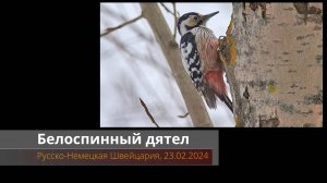 Белоспинный дятел