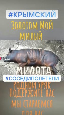 Мой Золотой ХРЯК #соседиполетели #стих