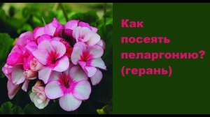 Герань (пеларгония) вырастить из семян. Ч.1.