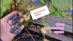 Виноград для Сибири. Обзор морозостойких сортов.