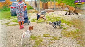 На хуторе завелась лиса! Нас ждут большие неприятности...