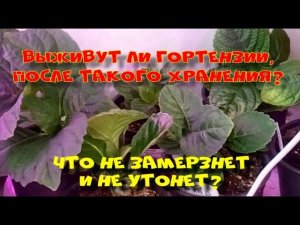 ВЫЖИВУТ ЛИ КРУПНОЛИСТНЫЕ ГОНТЕНЗИИ? СОБЫТИЯ 28 АПРЕЛЯ 2024 ГОДА