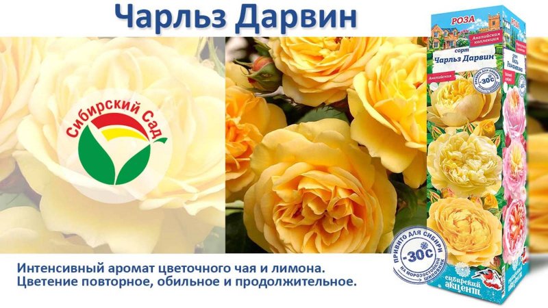 Роза Чарльз Дарвин (Английская) от Агрофирмы "Сибирский сад"