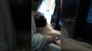 Вой мопса😅