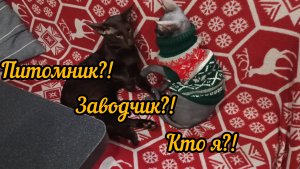 Питомник?! Заводчик?! Кто я?! Домашние любимцы, сфинксы и орик.