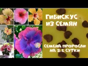КАК БЫСТРО ПРОРАСТИТЬ  СЕМЕНА ГИБИСКУСА?