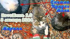 8 декабря 2024 г. - КотоЖизнь