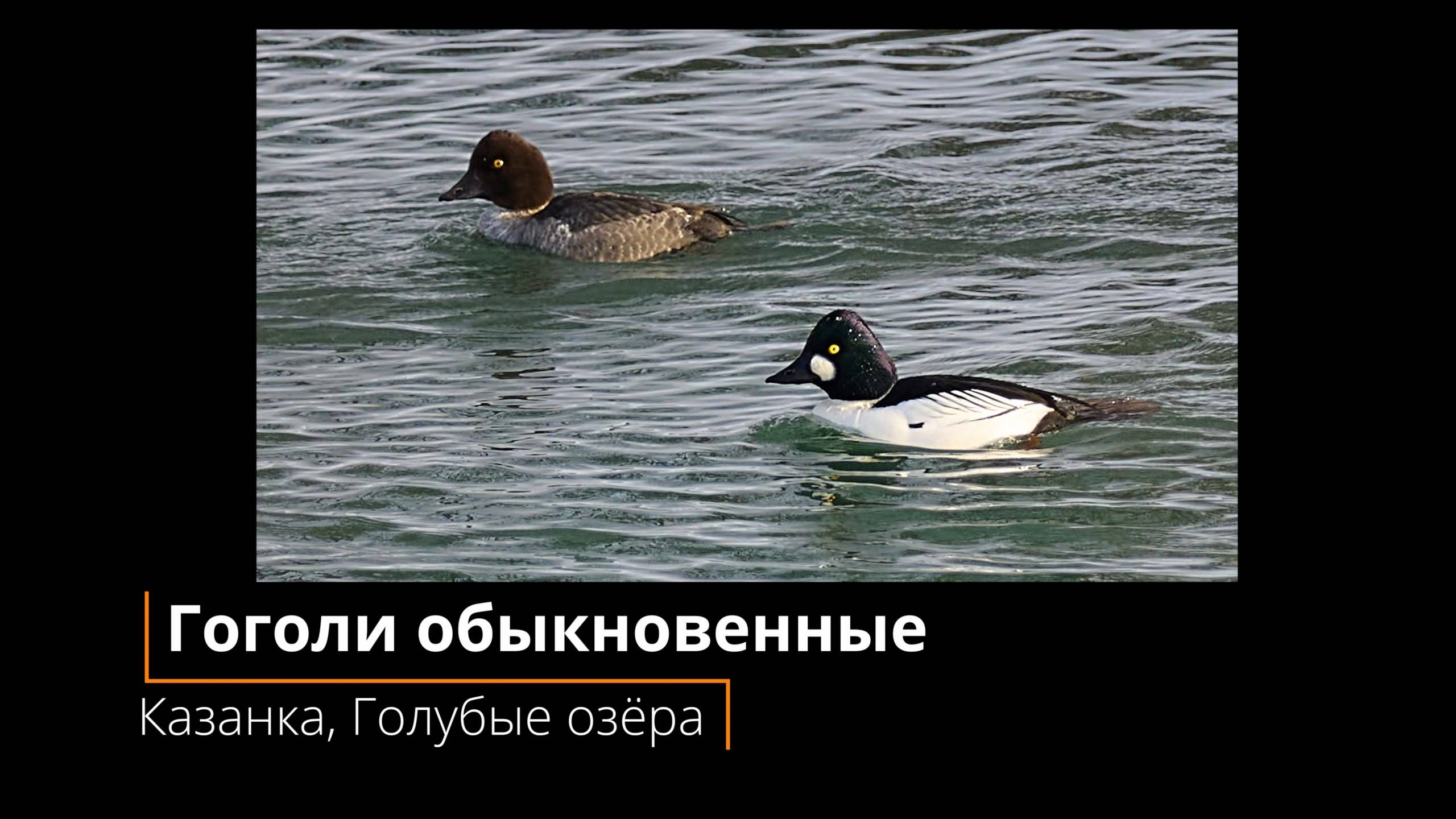 Обыкновенные гоголи на реке Казанка