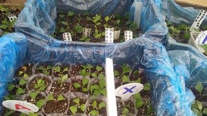 Гортензия 1.                                      Делаем бесплатный череночник.