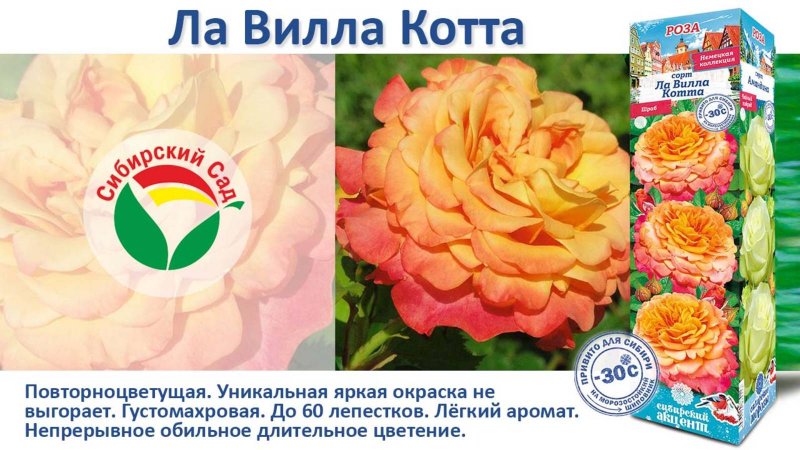 Роза Ла Вилла Котта (Шраб) от Агрофирмы "Сибирский сад"