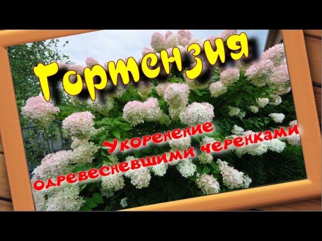 УКОРЕНЕНИЕ ГОРТЕНЗИИ ДЕРЕВЯННЫМИ ЧЕРЕНКАМИ.Часть1.