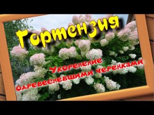 УКОРЕНЕНИЕ ГОРТЕНЗИИ ДЕРЕВЯННЫМИ ЧЕРЕНКАМИ.Часть1.