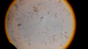 tetraselmis algae. морской фитопланктон тетраселмис
