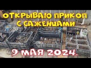 МОИ ЧЕРЕНКИ ПОСЛЕ ЗИМЫ. ОТКРЫВАЮ ПРИКОП С САЖЕНЦАМИ.