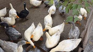 ЖИЗНЬ в СЕЛЕ. 30.10.24