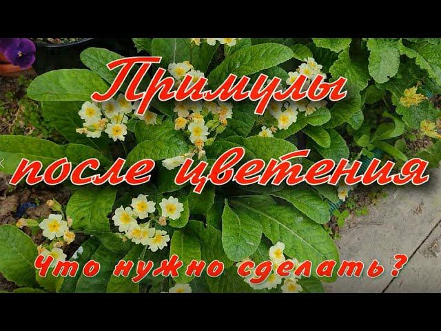 Примула деление куста. Примула осенняя. Размножение примулы листовыми черенками. Примула деление куста. Примула цветок размножение.