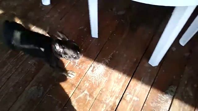 Французский бульдог РИЧ