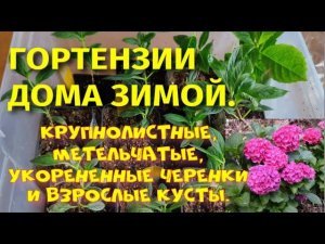 Гортензии дома зимой. Крупнолистные и метельчатые, большие и маленькие.
