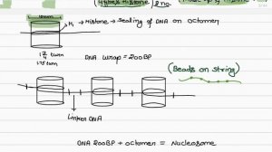 packaging of DNA/ histone/class 12/Biology