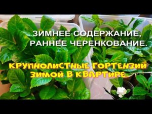 ГОРТЕНЗИЯ КРУПНОЛИСТНАЯ ЗИМОЙ В КВАРТИРЕ. РАННЕЕ ЧЕРЕНКОВАНИЕ.