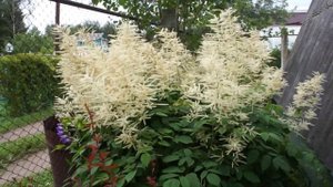 Волжанка- прекрасное растение для тенистого сада