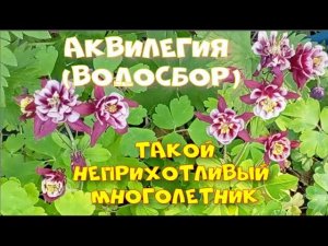ТАКОЙ НЕПРИХОТЛИВЫЙ МНОГОЛЕТНИК