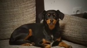 Люся собака Эдисона //😢умерла//