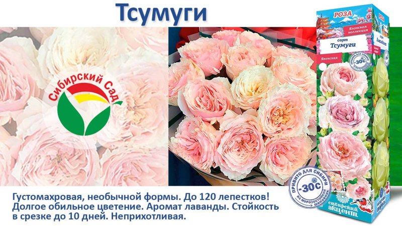 Роза Тсумуги (Японская) от Агрофирмы "Сибирский сад"