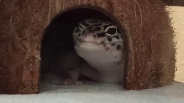 Новое видео про Гену. смотреть онлайн