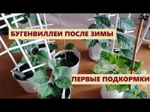 #Бугенвиллеи после зимы. Первая #подкормка.