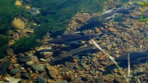 Нерест горбуши. Магадан. Pink salmon spawning. Magadan.