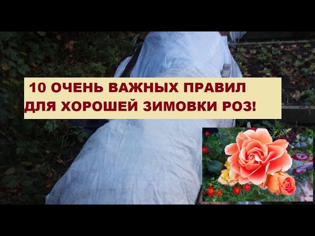 #РОЗЫ. 10 правил хорошей зимовки роз.