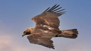 Вещание Гамаюна 2. Солнечный орёл.