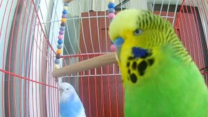 Budgie Sounds For Lonely Budgies! #birdsounds