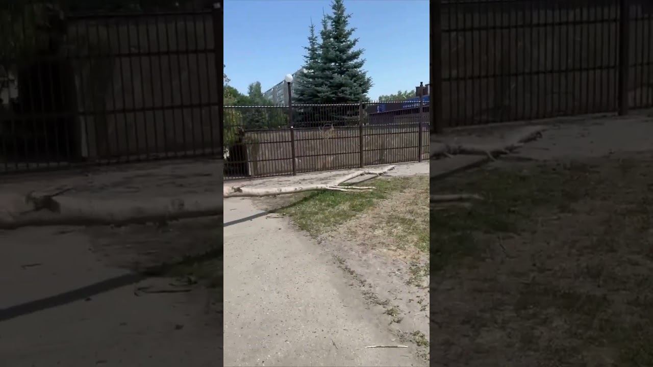 Возле кинотеатра Луна лежит упавшее дерево. Основной проход перегорожен, место опасное!