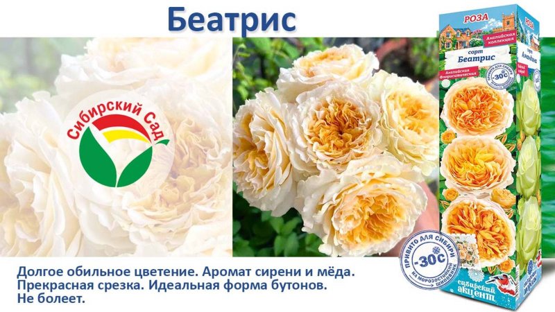 Роза Беатрис (Английская) от Агрофирмы "Сибирский сад"