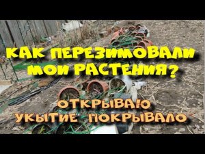 Как перезимовали растения под укрытием "ПОКРЫВАЛО"?