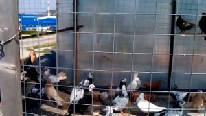 Голуби Свердловцы В Ступтно