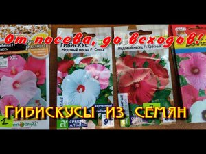Гибискусы из семян. От посева - до всходов!