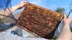 🔴Вывод маток на пасеке по методу профессора Кашковского В.Г. часть 2