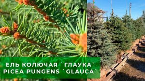 Ель колючая `Glauca` (`Глаука`) с комом. Скидка 50% в питомнике "ЁЛЫ-ПАЛЫ"