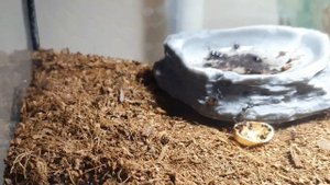 Myrmicaria brunnea/ мирмикария брунея. содержание, охота, муравьи против аргентинца. Неудачный опыт