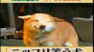 Собака улыбается своему хозяину