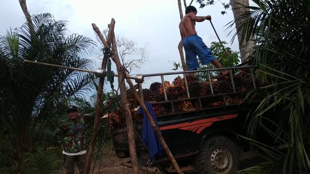 How to weigh oil palm fruits for sale || Palm Oil Indonesia