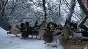 Утки. Серебрянка. Пушкино.